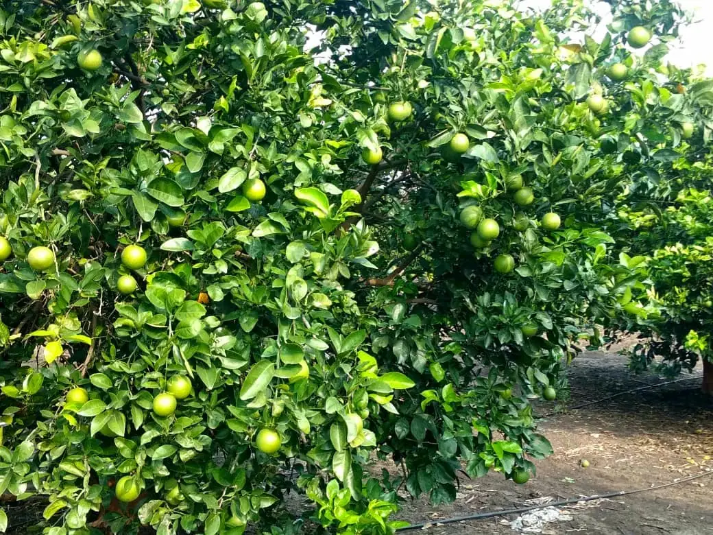 Rows of mosambi trees loaded with fruit and a drip irrigation line on the ground at Uma Farm