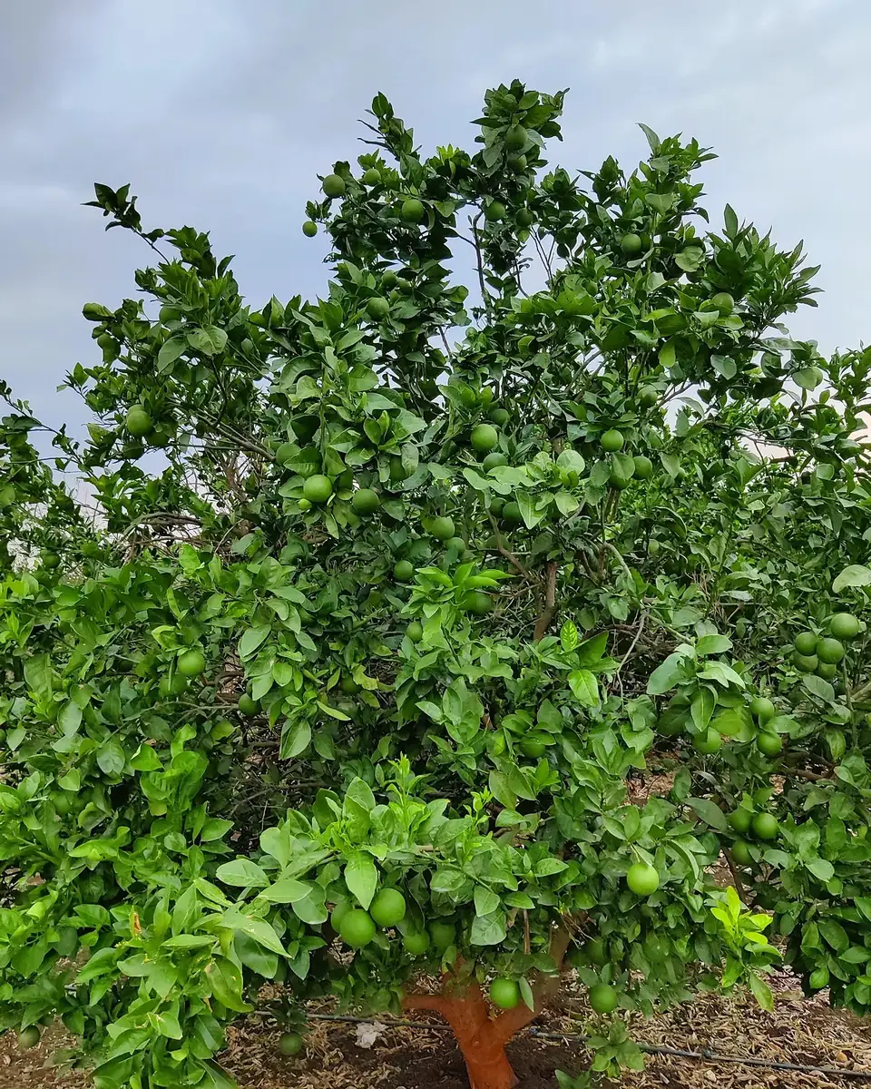 A full sweet lime (mosambi) tree with many fruits at Uma Farm in Dhansura, Gujarat